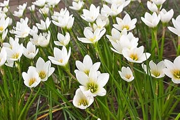 Zephyranthes Candida Flower Seeds for Planting - NON GMO Seeds