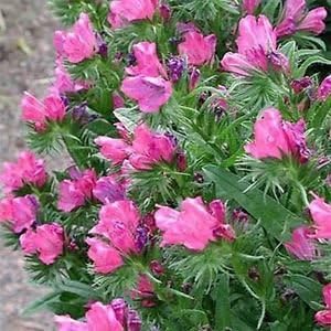 Heirloom Non-GMO Pink Rose Bedder Seeds for Planting