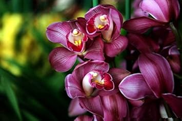 Heirloom Non-GMO Burgundy Cymbidium Orchid Flower Seeds for Garden Planting
