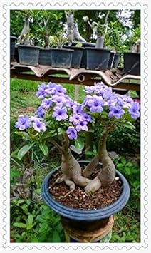Blue Adenium Bonsai Flower Seeds for Planting - 100 pcs