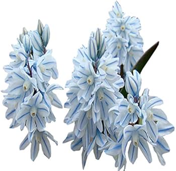 Nivalis SnowDrop Flower Seeds for Garden Planting - NON GMO Seeds