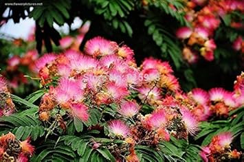 Pink Julibrissin Plant Seeds for Planting - 100 pcs