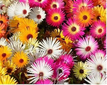 Summer Flower Seeds for Planting - 100 pcs