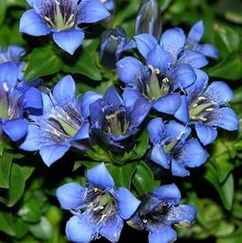 Blue Gentiana Flower Seeds for Planting - 100 pcs