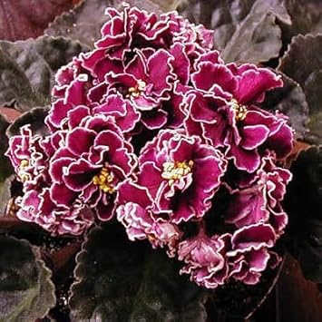Burgundy Saintpaulia Flower Seeds for Planting, 100 pcs