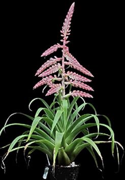 Pink Tillandsia Cretacea Plant Seeds for Planting - 100 Pcs pcs