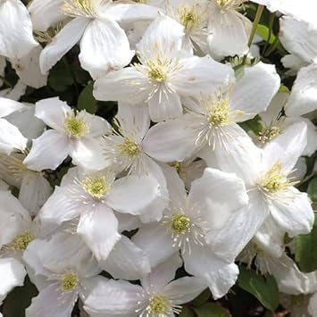 Clematis Flower Seeds White for Planting - NON GMO Seeds