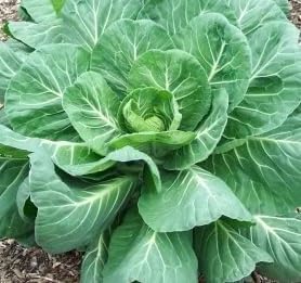 Georgia Southern Collards Seeds for Planting - heirloom & Non-GMO Seeds