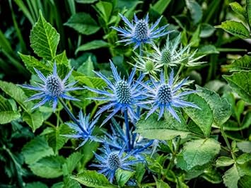 Organic Eryngium Planum Flower Seeds for Planting – Heirloom, Non-GMO for planting in your garden.