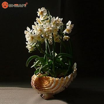 Cream Narcissus Flower Seeds - 100 pcs