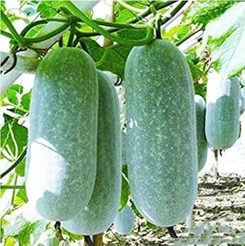 Heirloom Asian Oblong Shape Winter Melon White Ash Gourd Vegetable Seeds for Planting, heirloom & Non-GMO Seeds