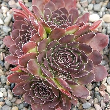 Maroon Jovibarba Planting Seeds for Garden NON GMO Seeds