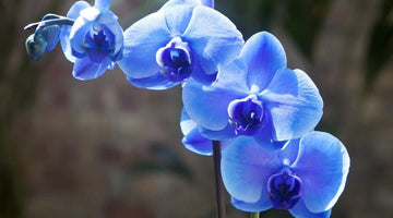 Blue Butterfly Orchid Flower Seeds - 100 pcs