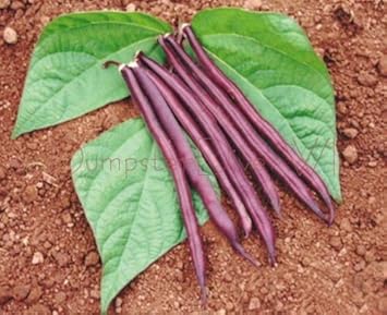 Violet Beans Seeds for Planting - heirloom & Non-GMO Seeds