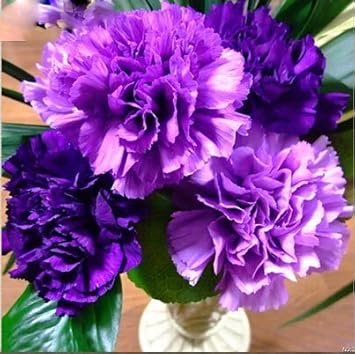 Violet Caryophyllus Flower Seeds for Planting - 100 pcs seeds for planting in home garden