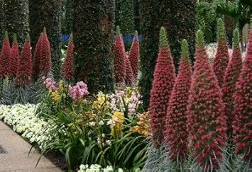 Purple Patterson’s Curse Flower Seeds 100 Pcs pcs