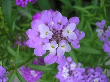 Violet Iberis Flower Seeds for Planting, NON GMO Seeds