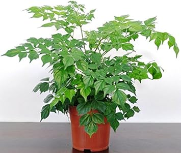 Green Radermachera Sinica Decorative Plant Seeds for Unique Gardens Scientific Name Placeholder for planting in home garden