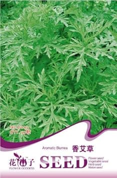 Green Balsamifera Flower Seeds for Planting - 100 pcs