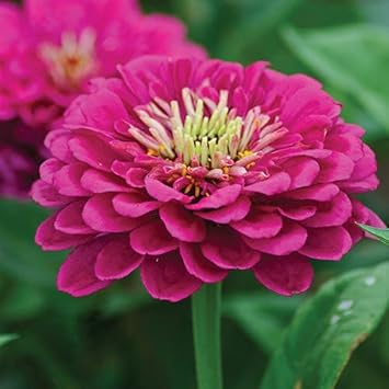 Pink Calendula Flower Seeds, Heirloom, Non-GMO Seeds for Planting for planting in your garden.