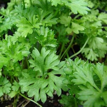 Green Parsley Petroselinum crispum seeds for herb garden planting