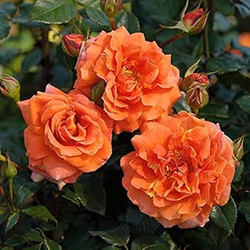 Full Orange Climbing Rose Plant Seeds for Planting Non-GMO Heirloom Garden Seeds for Growing