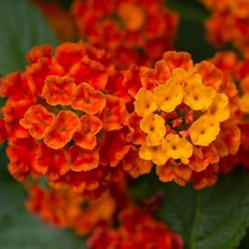 Orange Lantana Flower Seeds for Planting NON GMO Seeds for planting in home garden