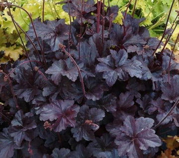 Black Obsidian Plant Seeds – Heirloom, Non-GMO Rare Garden Seeds for Easy Planting