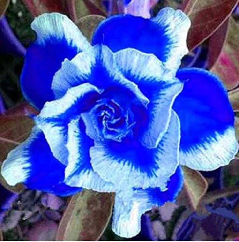 Heirloom White Blue Adenium Obesum Flower Seeds for Planting – Non-GMO, Exotic Blooms - White for planting in home garden