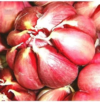 Red Garlic Seeds for Planting - 100 Pcs pcs