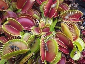 Mixed Venus Fly Trap Plant Seeds for Planting - NON GMO Seeds