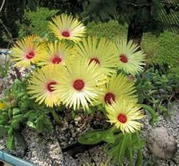 Yellow Red Ice Flower Seeds for Planting - 100 pcs