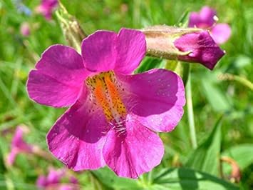 Purple Mimulus Lewisii Flower Seeds for Planting - 100 pcs