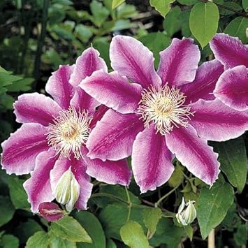 Heirloom Non-GMO Pink Clematis Hybrid Flower Seeds for Garden Planting – Vibrant Climbing Blooms