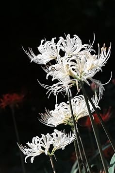 Organic White Lycoris Flower Seeds for Planting ƒ?? Heirloom, Non-GMO
