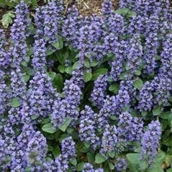 Blue Ajuga Reptans Plant Seeds for Planting - NON GMO Seeds