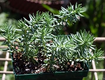 Green Sedum Montanum Plant Seeds for Planting - NON GMO Seeds