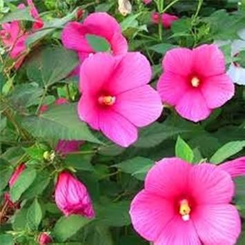 Trimestris Pink Flower Seeds for Planting – Organic, Heirloom, Non-GMO Seeds