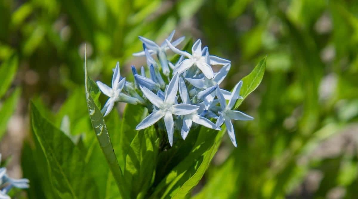 Amsonia Hubrichtii Flower Seeds for Planting ,Heirloom Seeds -100 pcs - Hubrichtii for planting in home garden