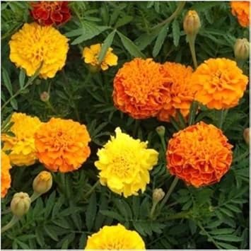 Mix Marigold Flower Seeds for Planting - 100 pcs for planting in your garden.