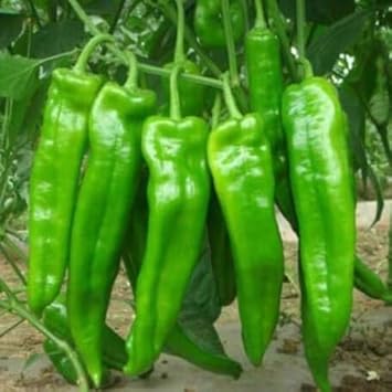 Sweet Pepper Bulgarian Seeds for Planting - 100 Pcs pcs