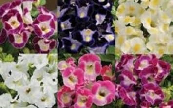 Mixed Torenia Flower Seeds for Planting - NON GMO Seeds
