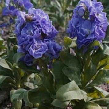 Blue Gilly Flower Seeds for Planting, 100 pcs