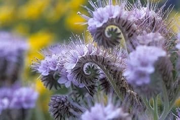 Purple Phacelia Flower Seeds for Planting 100 pcs