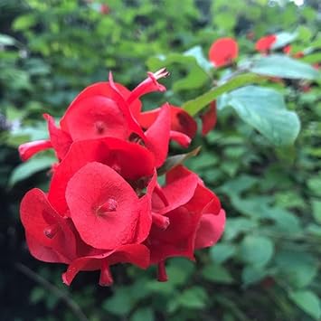 Heirloom Non-GMO Holmskioldia Flower Seeds for Planting – Cup-and-Saucer Blooms for Tropical Gardens