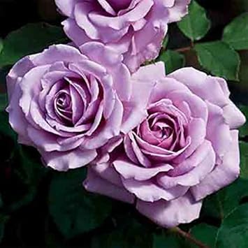 Violet Rose Heirloom Non-GMO Seeds for Planting