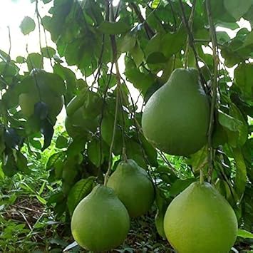 Green Pomelo Fruit Seed for Planting - Growing Large, Sweet, and Refreshing Citrus Fruits