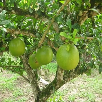 Crescentia Alata Fruit Seeds for Unique & Exotic Tropical Fruit 100 Pcs pcs