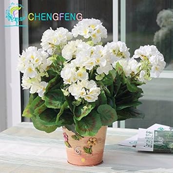 Organic Pink White Univalve Flower Seeds for Planting ƒ?? Heirloom, Non-GMO