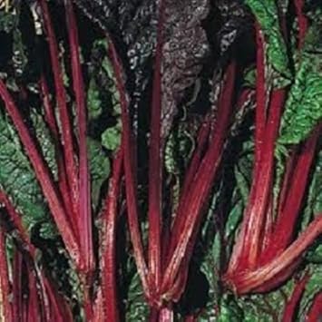 Red Swiss Ruby Vegetable Seeds for Planting heirloom & Non-GMO Seeds